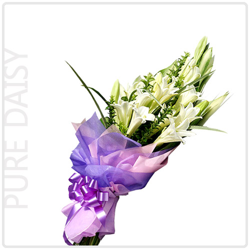 퓨어데이지(Pure Daisy)