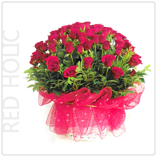 레드홀릭(Red Holic)