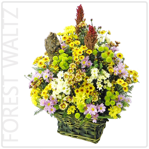 숲의왈츠(Forest Waltz)