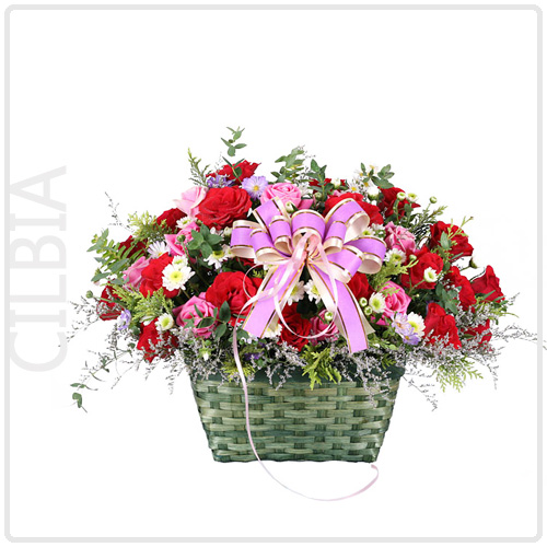 실비아(Cilbia)
