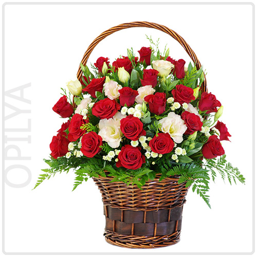 오필리아(Opilya)